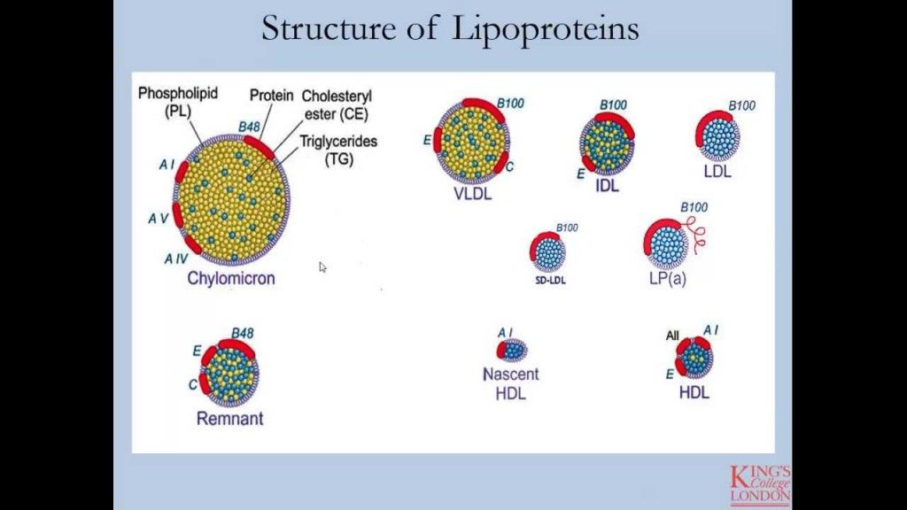 lipopr maxresdefault