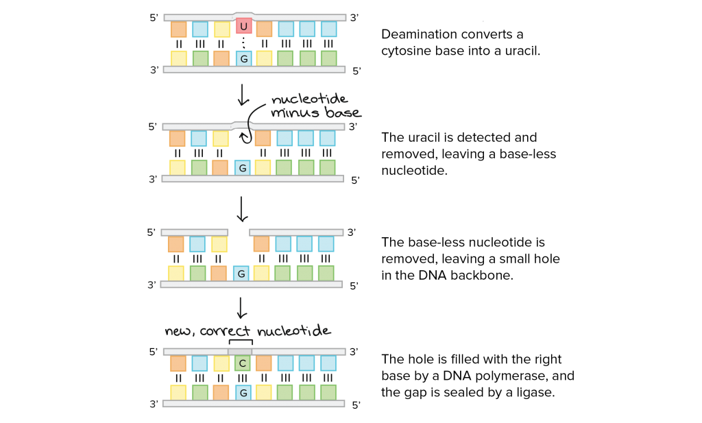 dna 7f2b7416856410ee5198ff2e49ef5c1d9b8bf577