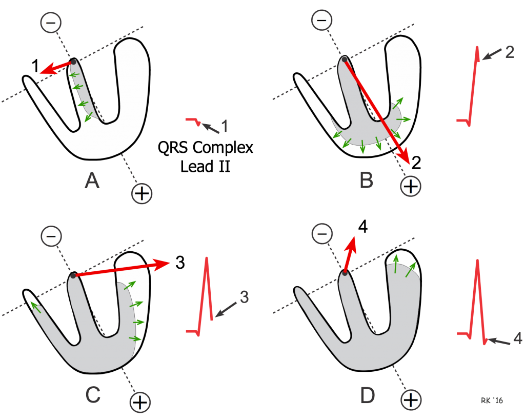 heart ECG ventricular vectors