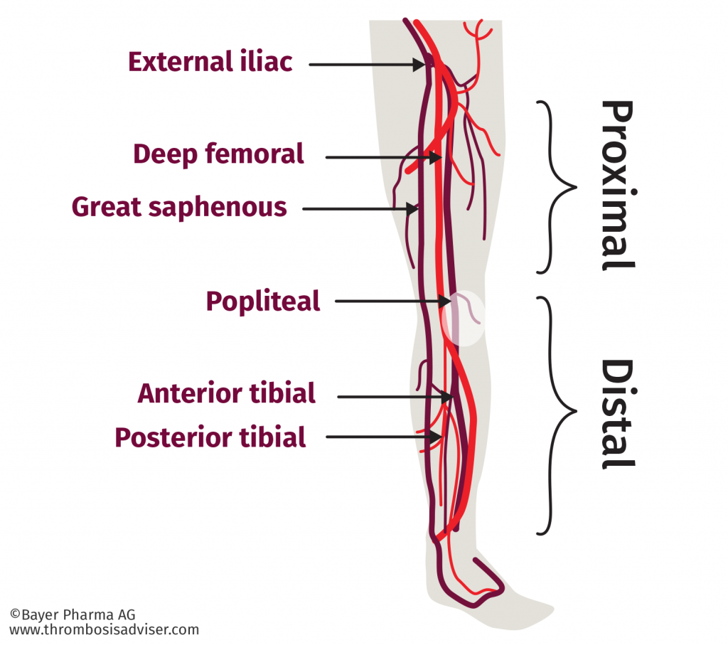 tve leg-veins