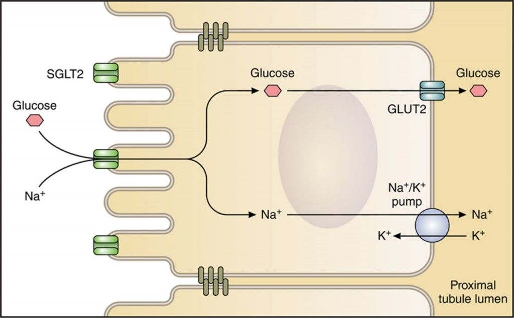 sgl F1.large