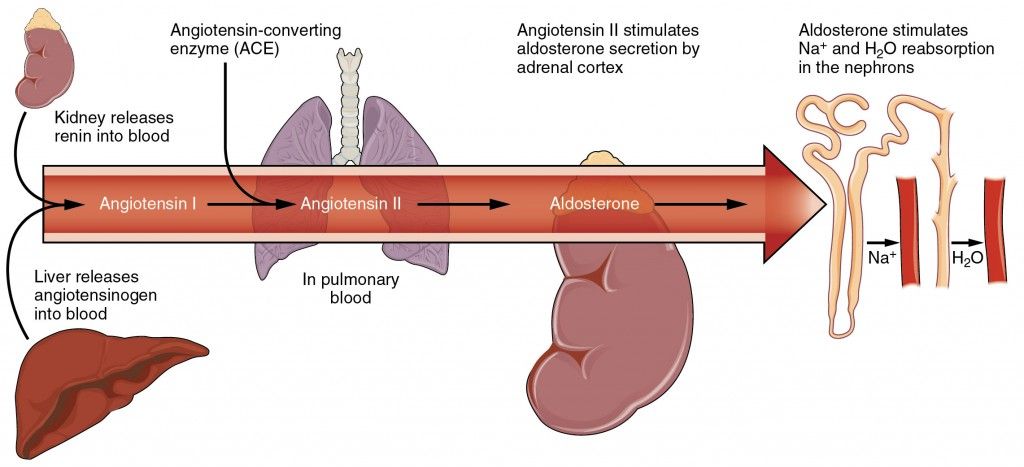 hypert 2712_Renin_Angiotensin_System-01