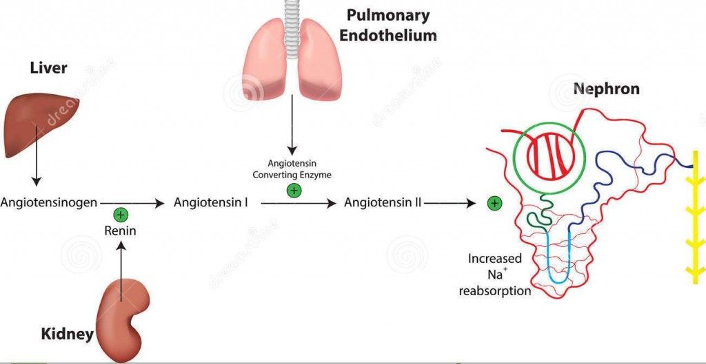 http://www.dreamstime.com/stock-photos-renin-angiotensin-system-nephron-aldosterone-physiological-image42647293