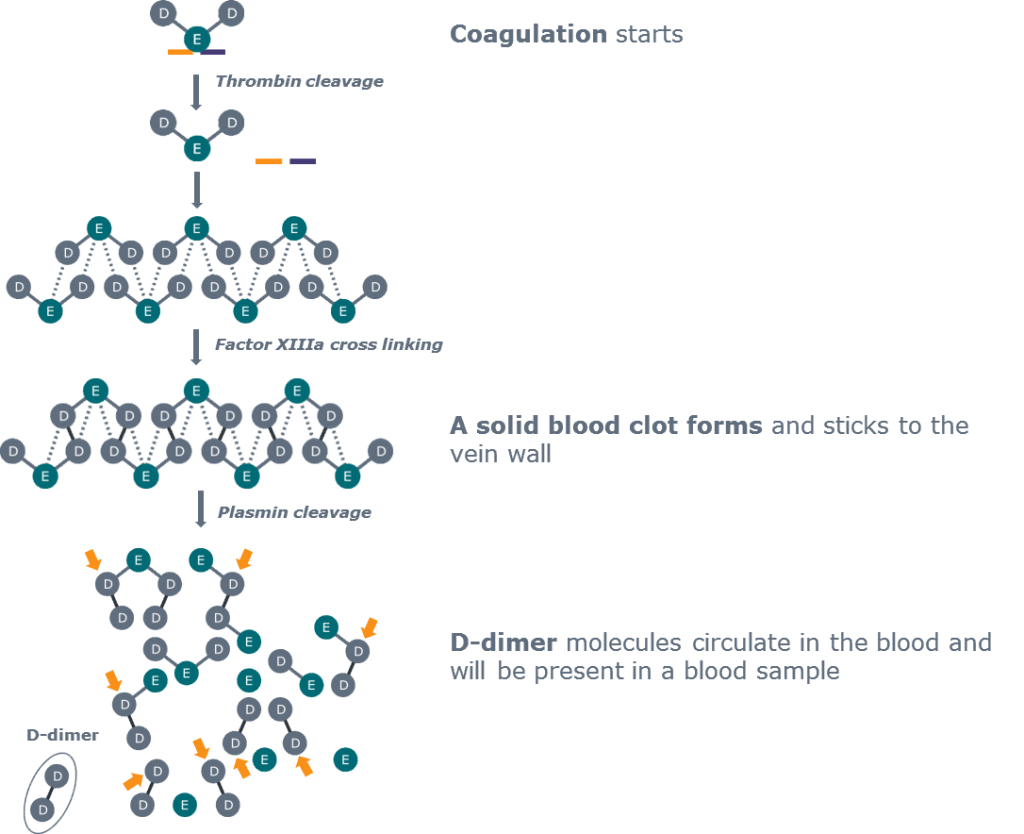 Ddimer is produced as the end product of fibrinolysis