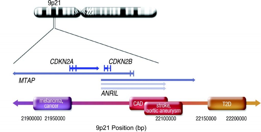 cad genetics F2.large