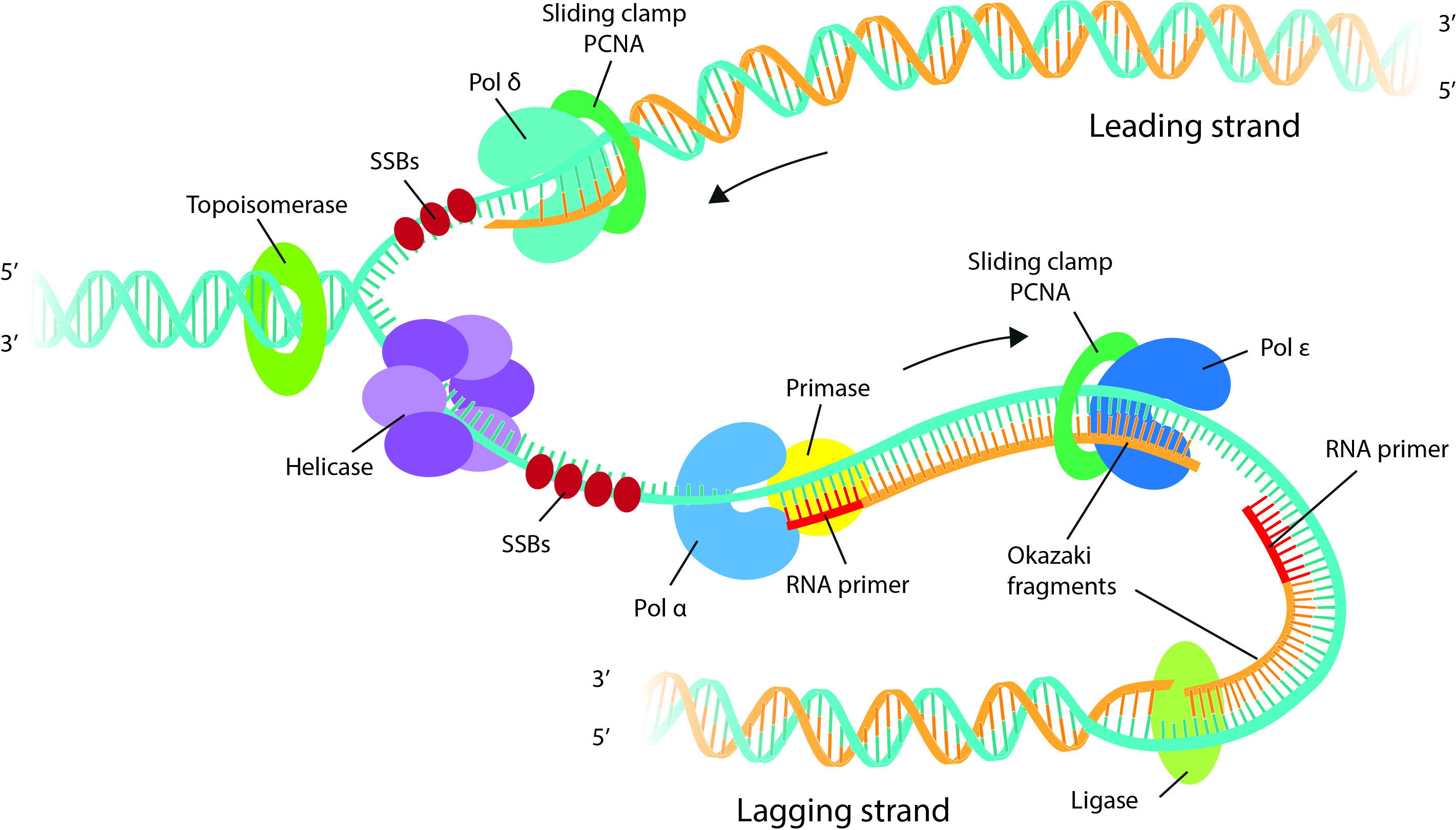  DNA S 